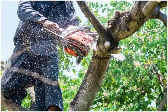 tree services Algood